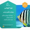 دوره اموزشی پرورش ماهی آکواریومی