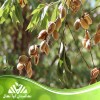 فروش نهال بادام اصلاح‌شده با باردهی تضمینی