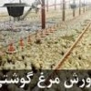 جوجه مرغ گوشتی کلیه نژادها(کاپ-راس-هوبارد)