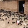 جوجه و مرغ محلی و بومی
