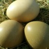 فروش تخم قرقاول ارومیه