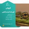 فروش قورباغه آزمایشگاهی با ثبت سفارش قبلی
