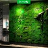 اجرای دیوار خزه ای یا ماس وال