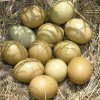 فروش تخم قرقاول در ارومیه