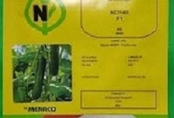 عرضه بذر خیار 485 نیکرسون