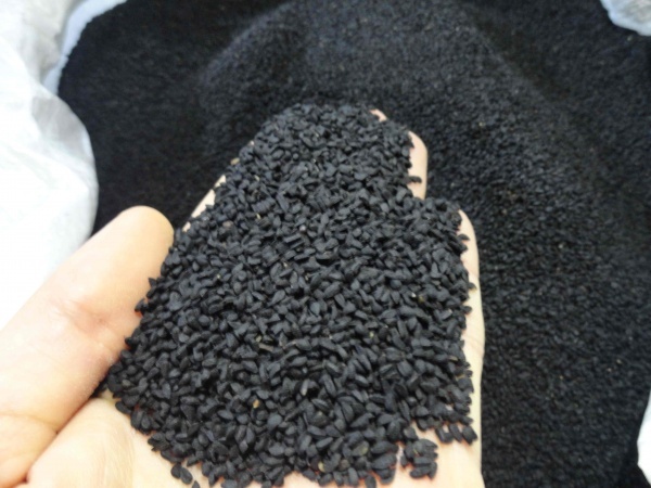 سیاهدانه هندی