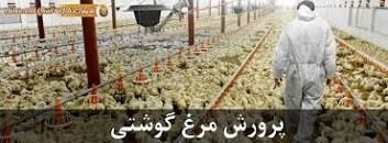 جوجه مرغ گوشتی کلیه نژادها(کاپ-راس-هوبارد)
