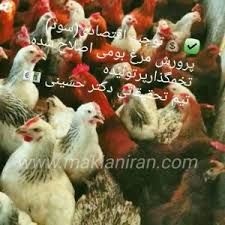 جوجه مرغ بومی اصلاح نژادشده ترکیه ای و ایرانی