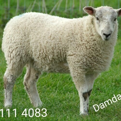 گوسفند زنده در مشهد جهت مراسم عروسی عقیقه