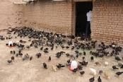 جوجه و مرغ محلی و بومی