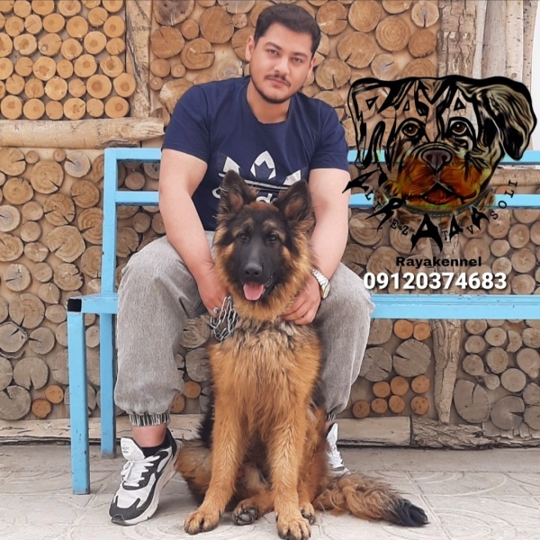 خرید سگ ژرمن شپرد _ مشاوره و فروش سگ ژرمن شپرد