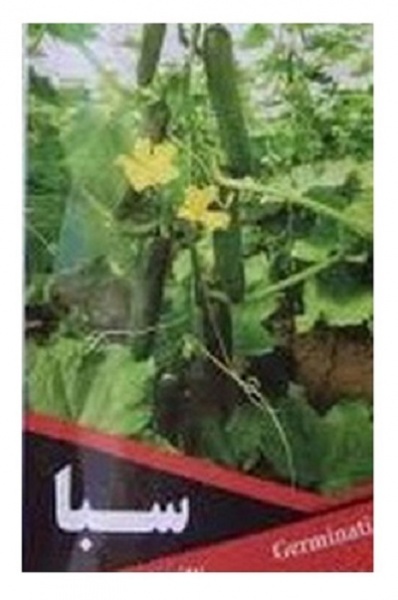 بذر خیار گلخانه ای سبا
