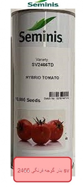 بذر گوجه 2466 sv سیمنیس