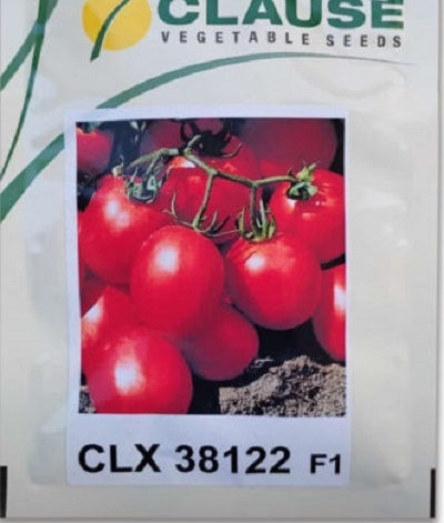 بذر گوجه بلوکی سی ال ایکس 38122 کلوز