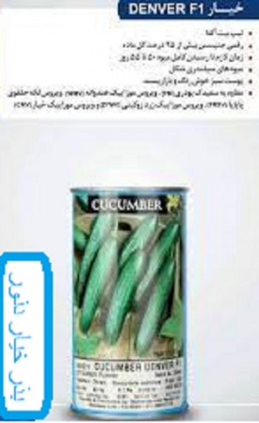 عرضه بذر خیاردنور اف یک