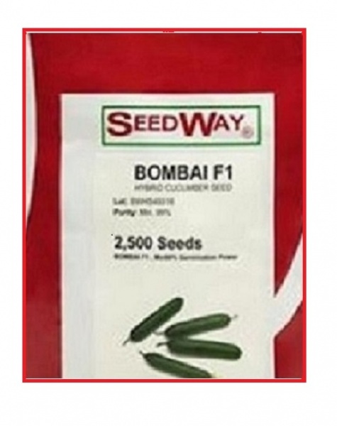 فروش بذر خیار بومبای اف یک