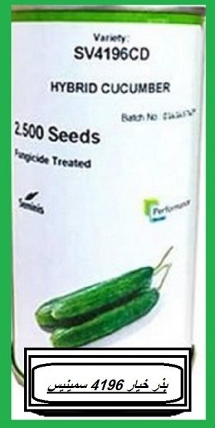 بذر خیار 4169 sv