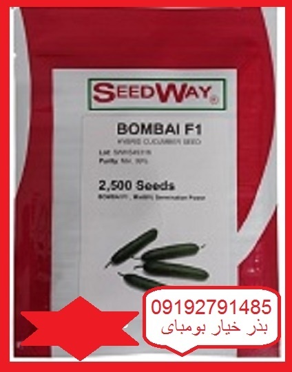 بذر خیار بومبای