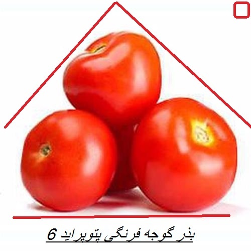 بذر گوجه پتو پراید 6