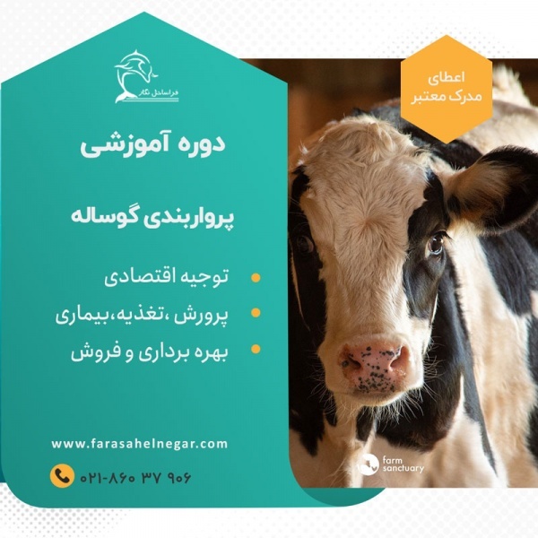 کارگاه آموزش عملی پرواربندی گوساله