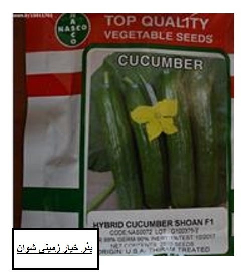 بذر خیار زمینی شوان