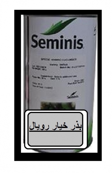 عرضه بذر خیار رویال سمینیس