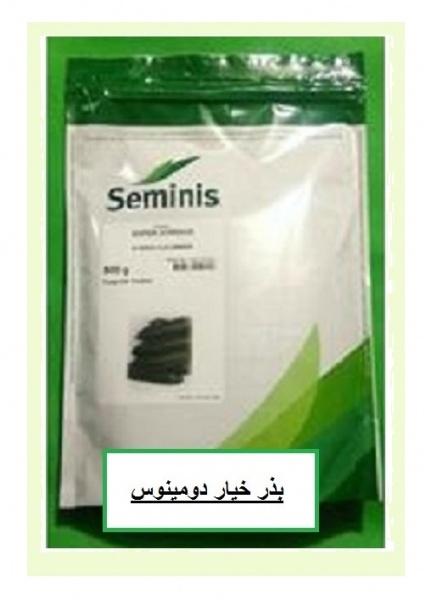 فروش بذر خیار دومینوس