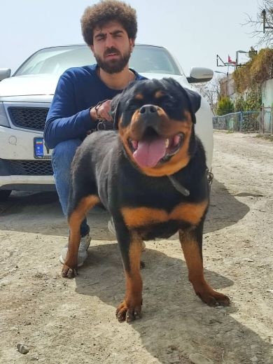 فروش توله روتوایلر