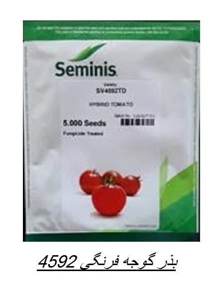 فروش بذر گوجه4592sv سمینیس