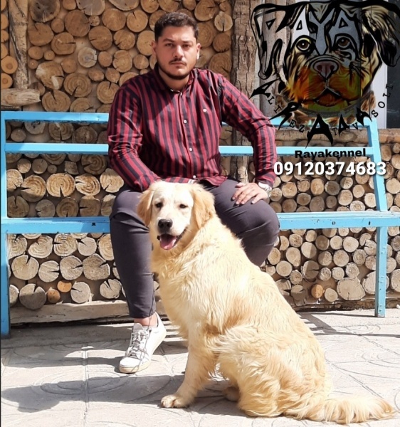 خرید سگ گلدن رتریور_خرید گلدن رتریور در تهران