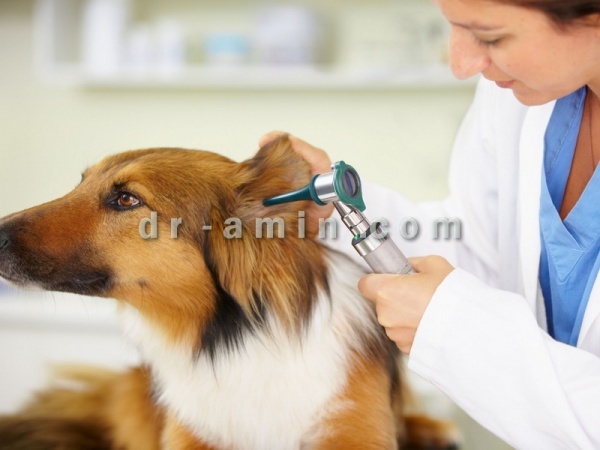 تشخیص و درمان بیماری حیوانات خانگی