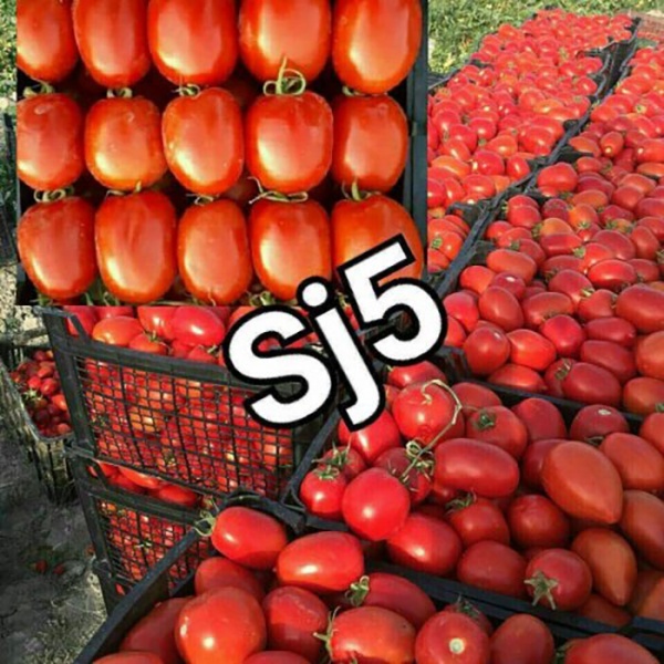 بذر گوجه GS 15