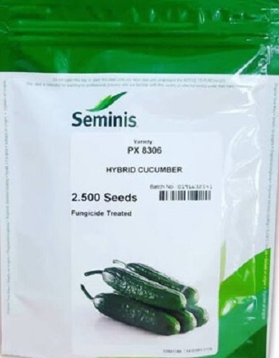 بذر خیار پی ایکس 8306