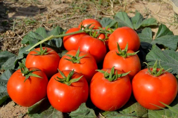 بذر گوجه اینوی