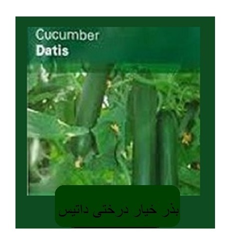 بذر خیار داتیس