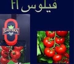 بذر گوجه فرنگی فیلوس